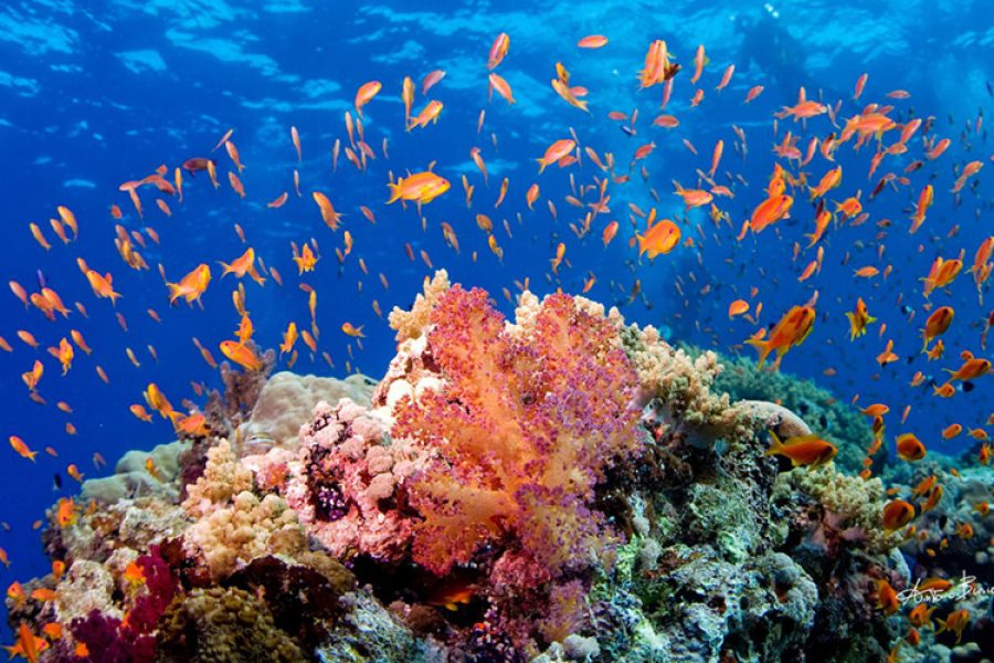 Snorkeling in Ras Mohamed National Park Sharm El sheikh